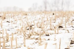 חורף במערב התיכון: אדמה רטובה בשנים 2025-2026 תחזיות החורף מאיימות את התפוקה