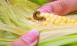 תערובת תירס-רעלנים שנמצאה מייצרת יותר עש מזיקים אווירודינמי