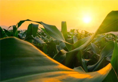 כיצד תוכנית קוטל עשבים של שני-מעברים יכולה להגדיר אותך להצלחה ב-2026.