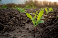 כיצד להתאים את אוכלוסיית צמחי התירס ליבול אופטימלי?