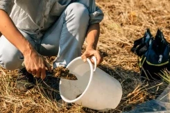 חיזוק תירס ופולי סויה על ידי מריחת גבס ליתרונות הקרקע