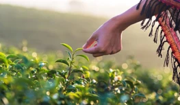 CropLife הודו מבקשת הגנה על נתונים ל-5 שנים, מזהירה מפני צמצום אפשרויות